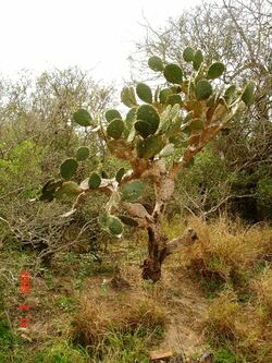 Opuntia alta, Mathis, TX.jpg