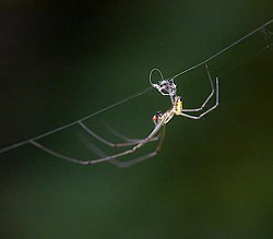 Orchard Spider (Leucauge venusta) - male