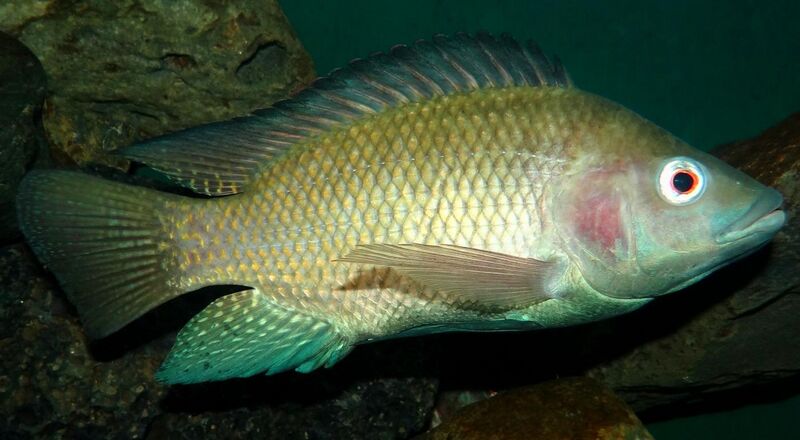 File:Oreochromis-niloticus-Nairobi.JPG