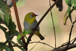 Oriental White-eye from Maharashtra.jpg