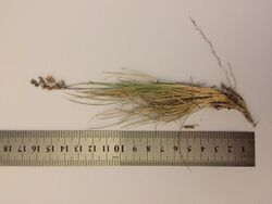 P. gunnii form at an altitude of 1200 m from mid-south central Tasmania. Photo: Frank Bird