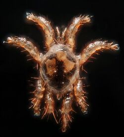 The image depicts a small mite