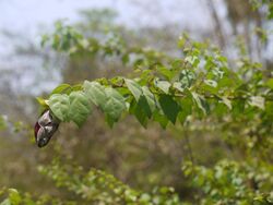 Parrot's Beak (4591998647).jpg