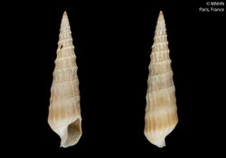 Pellifronia brianhayesi (MNHN-IM-2000-20800).jpeg