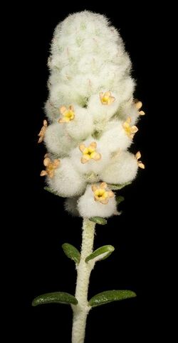 Physopsis spicata - Kevin Thiele.jpg
