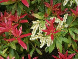 Pieris 'Wakehurst'.jpg