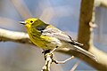 Pine Warbler (Setophaga pinus) (25388839823).jpg