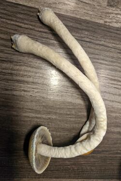 Psilocybe Chuxiongensis mushrooms, entire.jpg