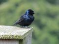 Purple martins (Progne subis) Ford Bay Marina 09.jpg