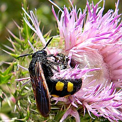 Pygodasis quadrimaculata (6075456131).jpg