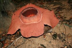 Rafflesia kerrii Khao Sok.jpg