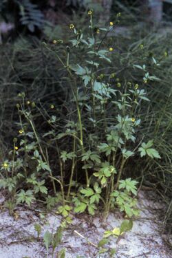 Ranunculus pensylvanicus NRCS-1.jpg