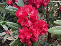 Rhododendron facetum flowers 05.jpg