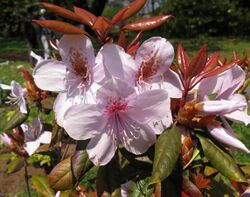 Rhododendron latoucheae 1.JPG
