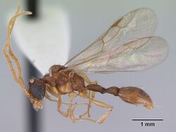 Romblonella palauensis casent0172306 profile 2.jpg