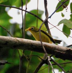 Rota White-eye imported from iNaturalist photo 50328212 on 1 October 2021.jpg