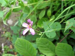 Sabatia campanulata.jpg