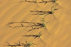 sparse grass plants growing in loose sand