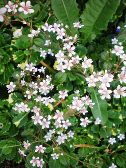 Saxifraga x urbium.JPG