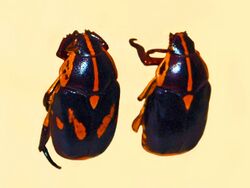 Scarabaeidae - Rutela lineola.JPG