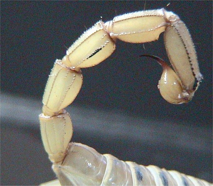 File:Scorpion tail.jpg