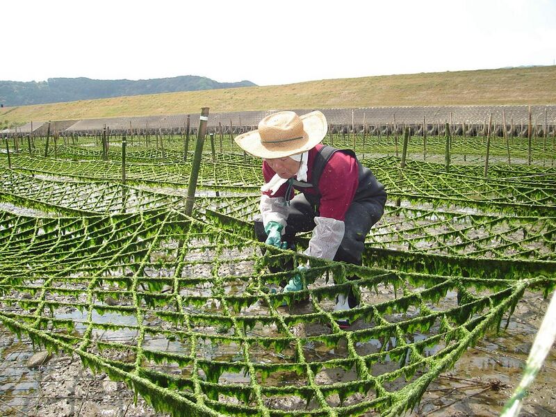File:Seaweed-farmer.JPG
