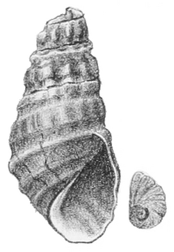 Semisulcospira gottschei shell.png