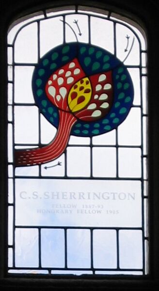 File:Sherrington-stainedglass-gonville-caius.jpg