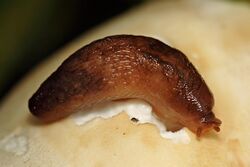 Slug - Lehmannia nyctelia.jpg