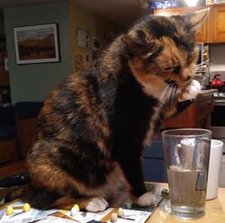 Calico cat drinking water from a glass.