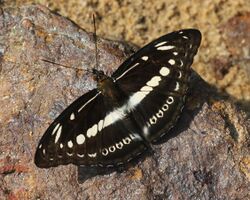 Studded sergeant butterfly.JPG