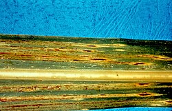 Sugarcane- Eyespot (Pathogen- Bipolaris sacchari).jpg