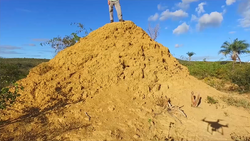 Syntermes dirus mound in Brazil