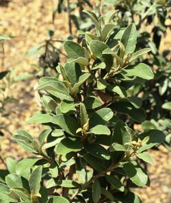 Tarchonanthus littoralis - Camphor tree.jpg