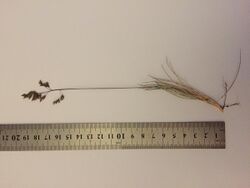 Poa gunnii specimen collected from Mt. Field at an altitude of 1200m. Photo: Frank Bird.