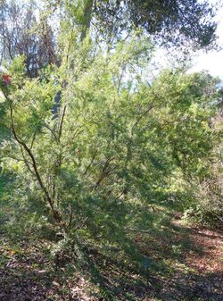 Taxus sumatrana - Quarryhill Botanical Garden - DSC03460.JPG