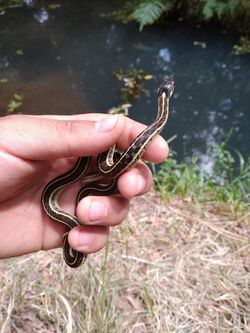 Thamnophis pulchrilatus2.jpg