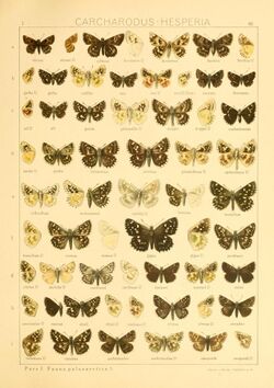 The Macrolepidoptera of the world (Taf. 85) (8145274159).jpg