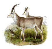 The book of antelopes (1894) Hippotragus leucophaeus.png