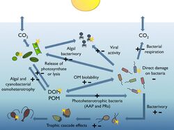 The pelagic marine food web and bacterioplankton.jpg