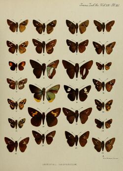 Transactions of the Zoological Society of London (1897) Plate XXI.jpg