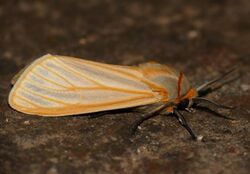 Translucent Ermine (Spilosoma lutescens) (30266188916).jpg