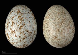 Turdus merula cabrerae MHNT.ZOO.2010.11.186.14.jpg