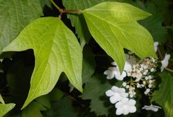 Viburnum sargentii 2015-06-01 OB 071.jpg