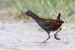 Water rail 2022 04 30 01.jpg