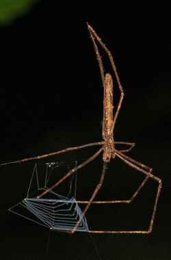 Web-casting Spider - Deinopis longipes, Caves Branch Jungle Lodge, Armenia, Belize.jpg