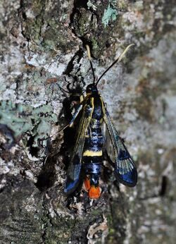 Welsch Clearwing (Synanthedon scoliaeformis) (9120406262).jpg