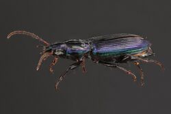 Woodland Ground Beetle - Poecilus scitulus (48759456223).jpg
