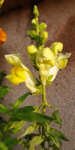 Yellow-Snapdragon-Flower(Antirrhinum majus) 03.jpg