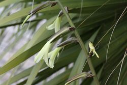 20100817 Puya mirabilis.jpg